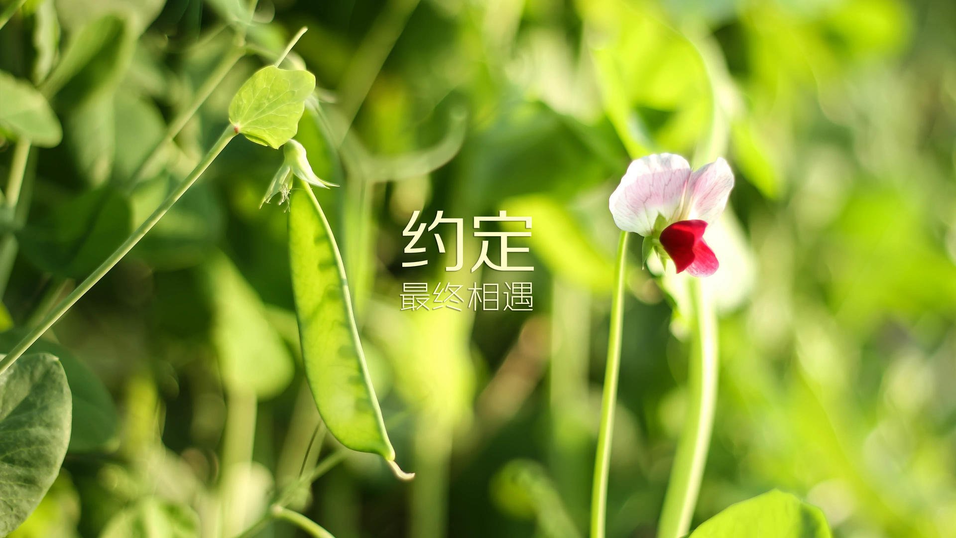 kaiyun官方入口登录-欧冠“超级对决”：史上最激烈的球队碰撞，欧冠决赛和超级碗